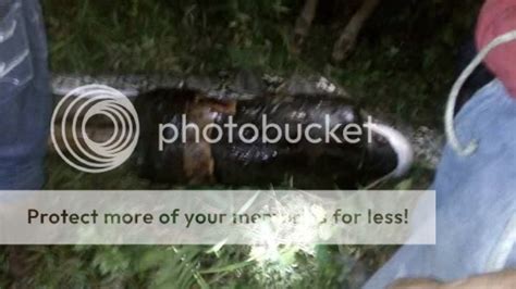 Image result for Python Reticulatus Eating