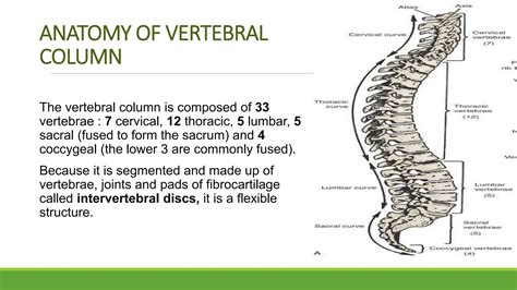 ANATOMY OF VERTEBRAL COLUMN AND SPINAL CORD.pptx