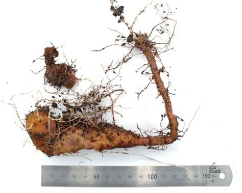 Dioscorea polystachya - Chinese yam, Cinnamon vine | Stellenbosch ...