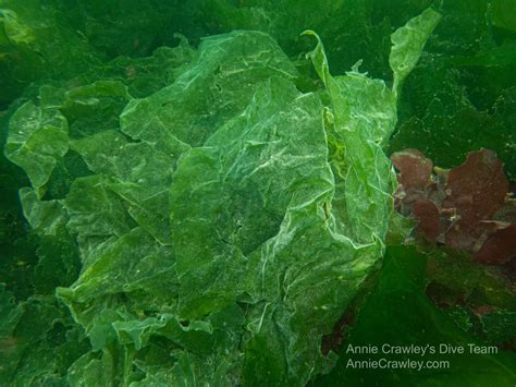 Green Algae—Seaweed—PNW Ocean Life—Species Identification — Edmonds Underwater Park