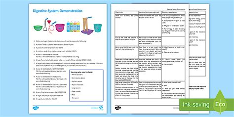 Digestive System Model Investigation Instruction Sheet Print-Out