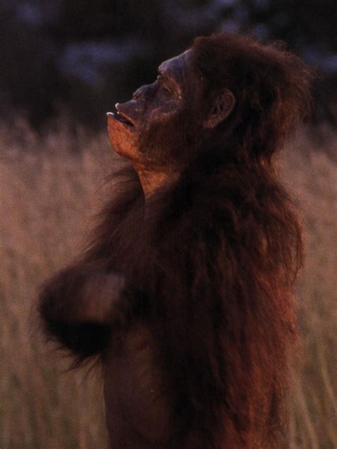 Australopithecus Documentary 的图像结果