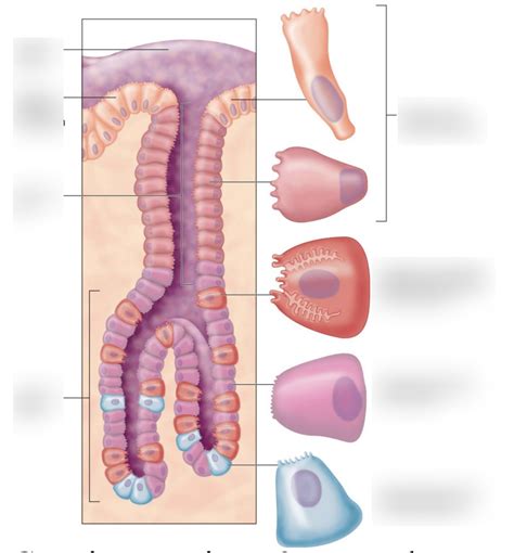 Image result for Digestive System Cells
