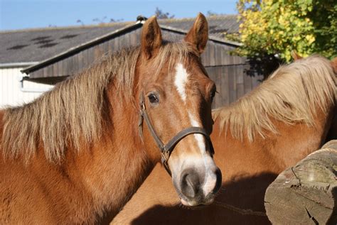 Image result for Licol Cheval