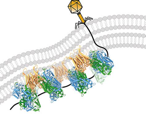 New insights could help phages defeat antibiotic resistant bacteria