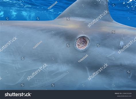 Cookiecutter Shark Jaw