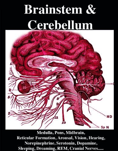 Brainstem and Cerebellum: Medulla, Pons, Midbrain, Reticular Formation ...