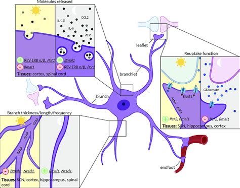 Image result for Astrocyte