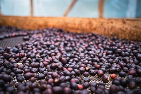 Natural Dry Coffee Processing Method PDF 的图像结果