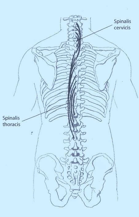 Image result for Cervical Rotators