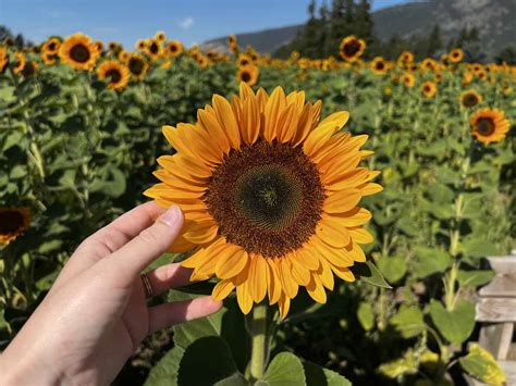 How long does it take for a sunflower to grow?