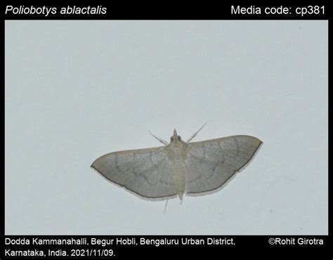 Poliobotys ablactalis (Walker, 1859) - | Moths