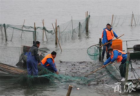 丰南：冬日捕鱼供应节日市场