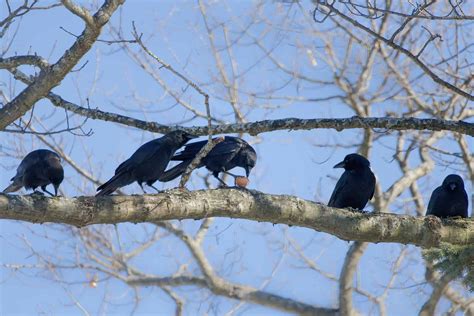 How Smart Are Crows? Everything We Know About Their Intelligence - A-Z ...