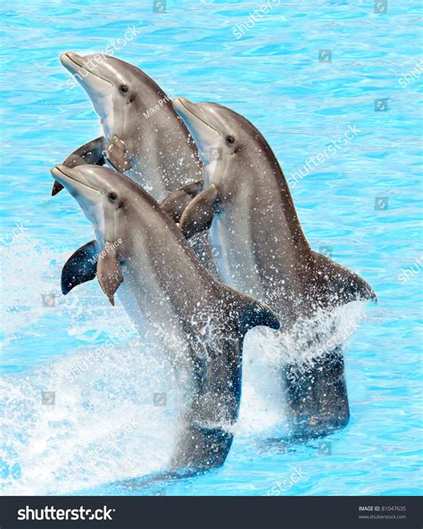 What Is The A Group Of Dolphins Called at Aaron Battye blog