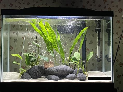 20 Gallon Aquarium Ideas Aquascape Decor SOUL CANYON Aquarium Dragon