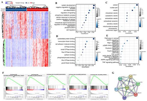 Clinical and Biological Significances of FBLN5 in Gastric Cancer