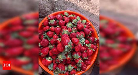 Strawberry Prices Soar 20% in Pune Amid Weather Challenges: Farmers ...