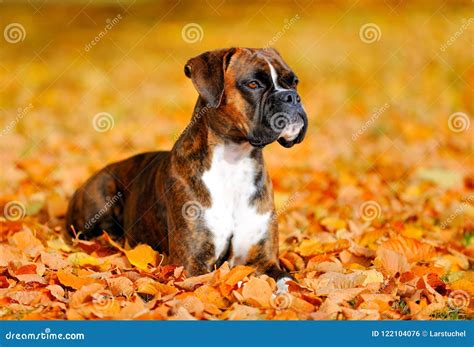 German boxer dog stock photo. Image of autum, landscape - 122104076
