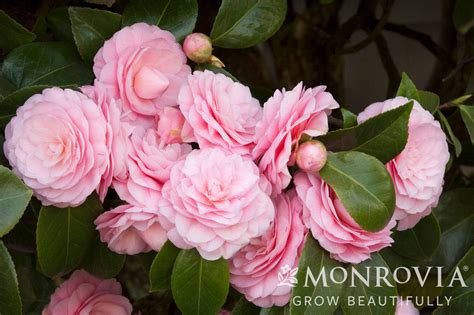 Pearl Maxwell Camellia - Monrovia - Armstrong Garden Centers
