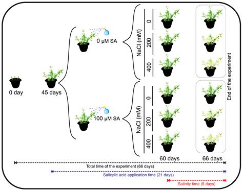 The Role of Salicylic Acid in Salinity Stress Mitigation in ...