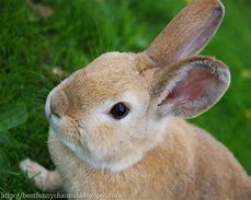 Image result for Bugs Bunny Cute