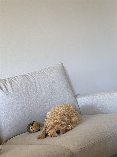 Newborn Cavapoo 的图像结果