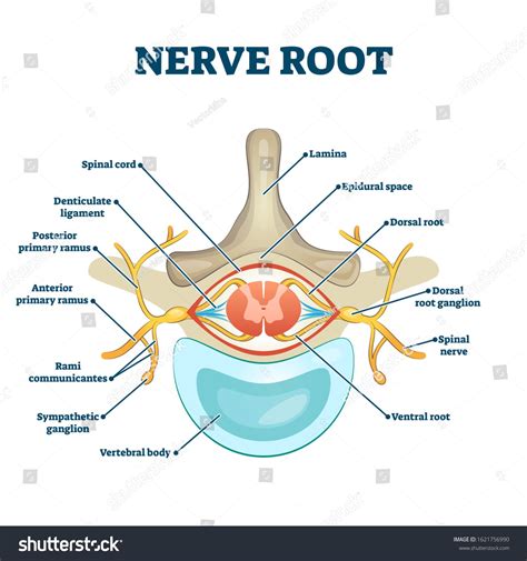 Nerve Root Anatomical Structure Labeled Cross Stock Vector (Royalty ...