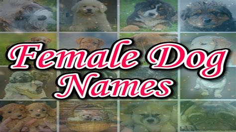 Female Dog Names:Amazon.in:Appstore for Android
