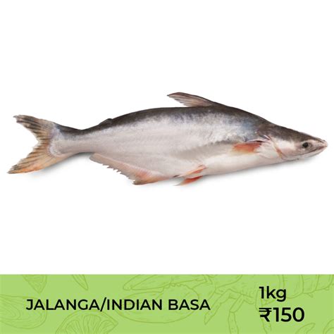 Fresh water fish | Falcon Fresh