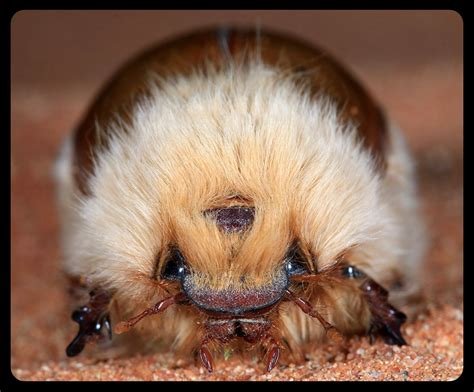 African Woolly Chafers: these beetles have a uniquely "fluffy ...