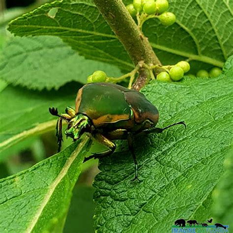 Green June Beetles