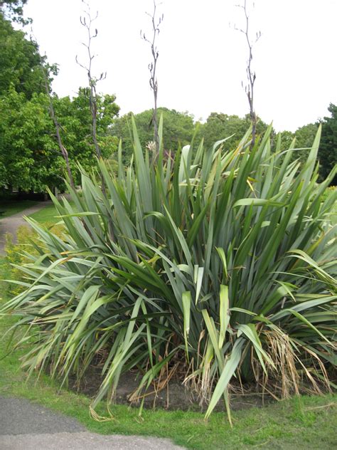 New Zealand flax | Plant-Lore
