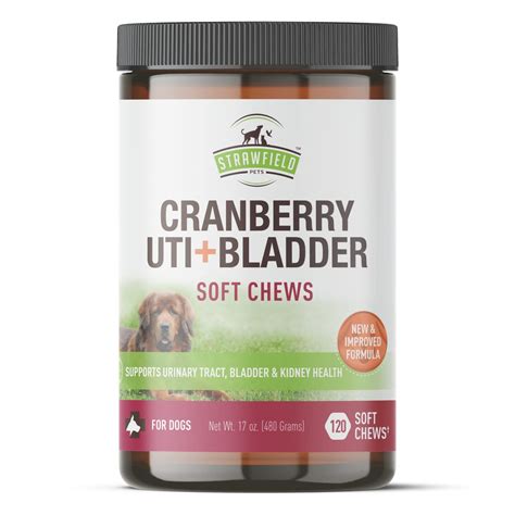 Can A Bladder Infection Cause Incontinence In Dogs