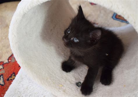 Black Turkish Angora Cat