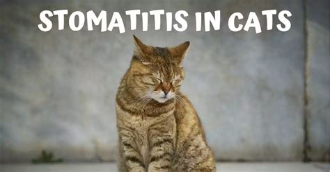 Animal Medicine 的图像结果