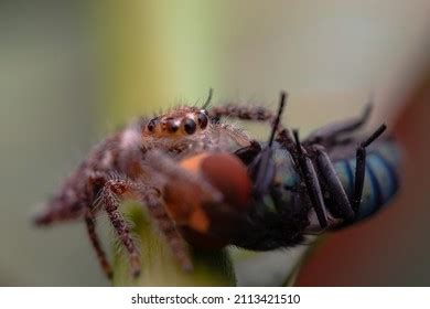 Image result for Spider-Man Web Tutorial