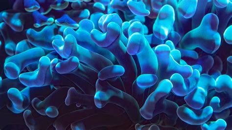 Blue Coral Underwater HD Beautiful Wallpapers | HD Wallpapers | ID #61890