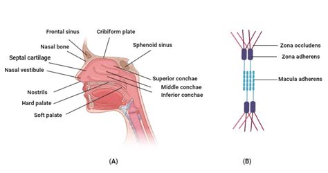 Fig. 2: Schematic representation of nasal physiology containing (A ...