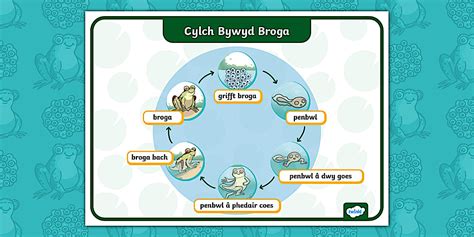Y Ribid Perffaith: Poster Cylch Bywyd Broga (teacher made)