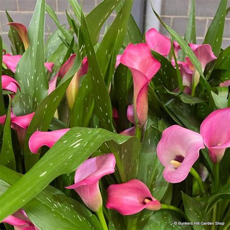 Calla Lily - pink - Bunkers Hill Plant Nursery
