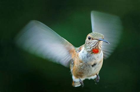 Image result for Hummingbird Humming