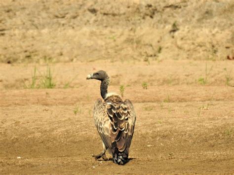 An emerging crisis for Indian vultures | Current Conservation