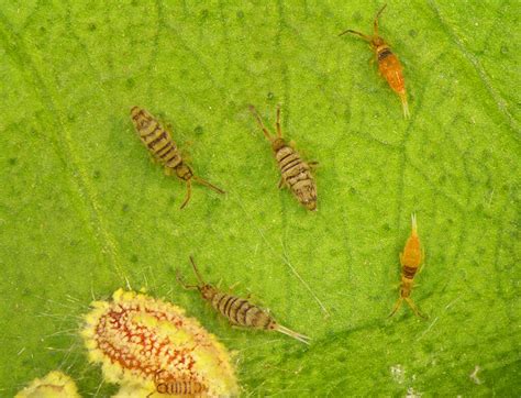 Image result for Yellow Spring Tails