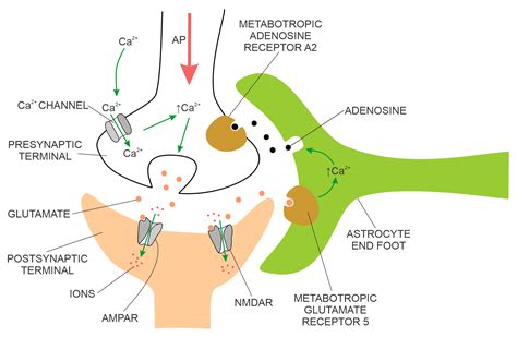 Detecting Early Cognitive Decline in Alzheimer’s Disease with Brain ...