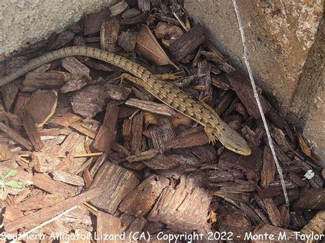 Image result for Spring Lizard