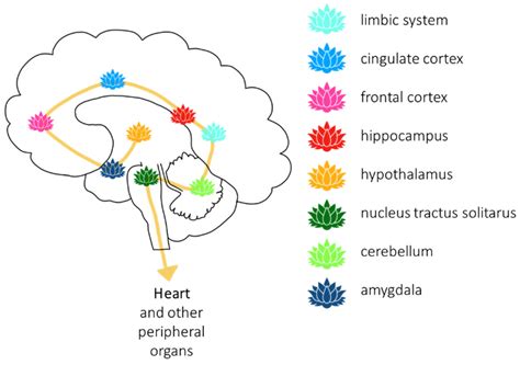 The Gasotransmitter Hydrogen Sulfide and the Neuropeptide Oxytocin as ...