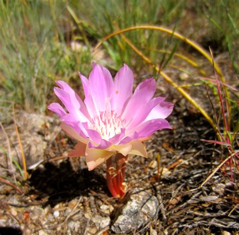 Bitterroot Flower - Montana State Flower found at Alpengirl Camp for ...