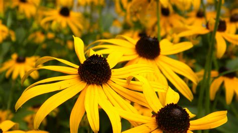 1405x817 / 1405x817 black eyed susan wallpaper for computer ...