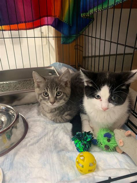 FAIRMONT VETERINARY HOSPITAL - Fairmont WV - Hours, Directions, Reviews ...